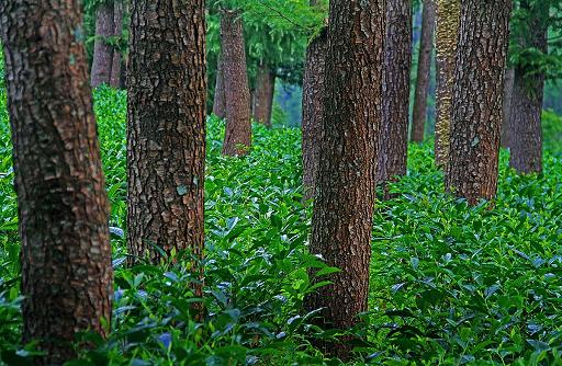 Shyamkhet Tea Gardens